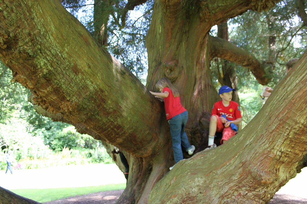 IMG_1581.JPG - Naomi on tree in Trelissick Garden