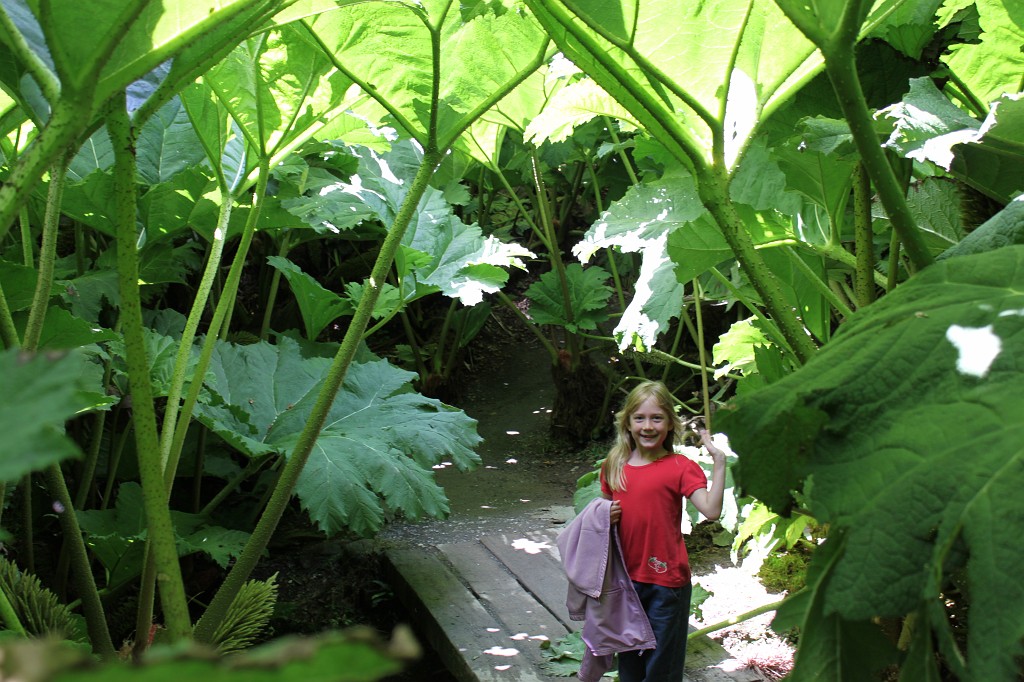 IMG_1614.JPG - Naomi in gunnera jungle at Trebah Garden  http://en.wikipedia.org/wiki/Trebah_Gardens 