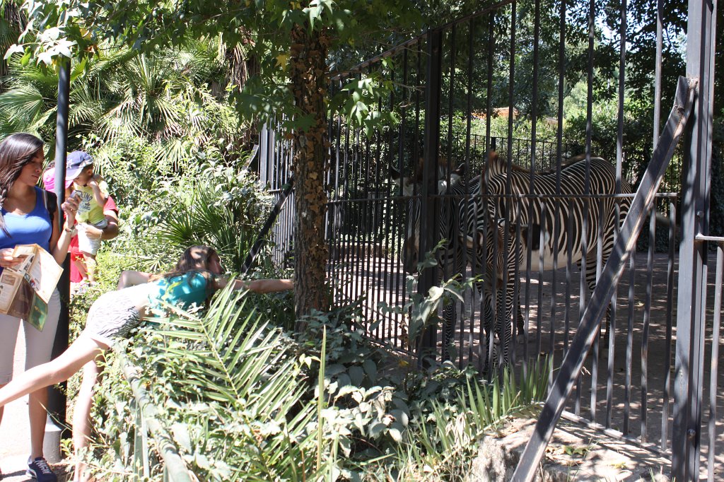 IMG_7491.JPG - Feeding the  Zebra .  Zoological Garden Rome  ( Bioparco ).