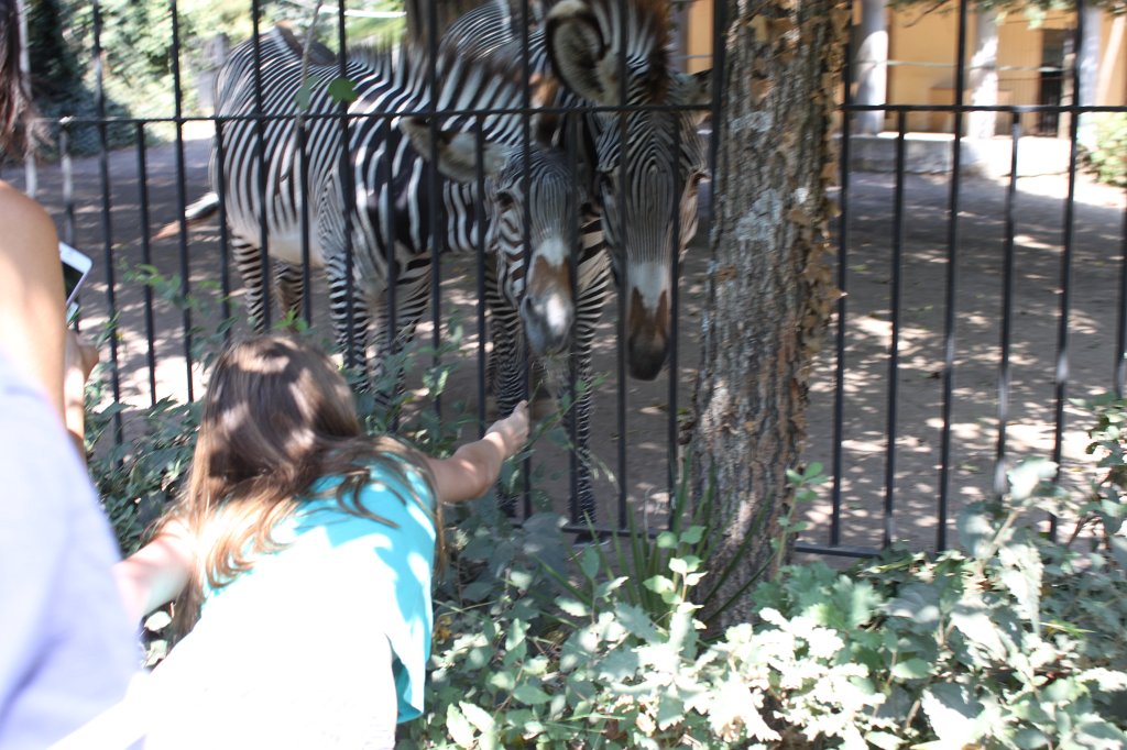 IMG_7492.JPG - Feeding the  Zebra .  Zoological Garden Rome  ( Bioparco ).
