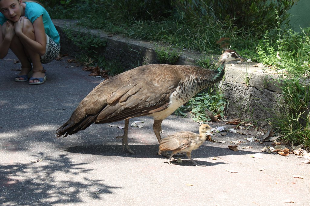 IMG_7567.JPG - Femal  Indian Peafowl  with young.  Zoological Garden Rome  ( Bioparco ).