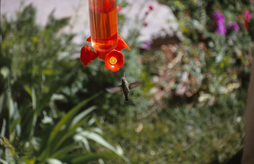 IMG_0013.jpg - Hummingbird  http://en.wikipedia.org/wiki/Hummingbird 