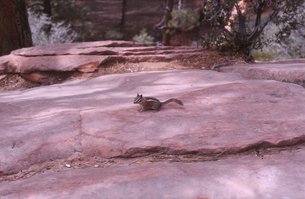 IMG_0020.jpg - Chipmunk in Zion National Park  http://en.wikipedia.org/wiki/Zion_National_Park 