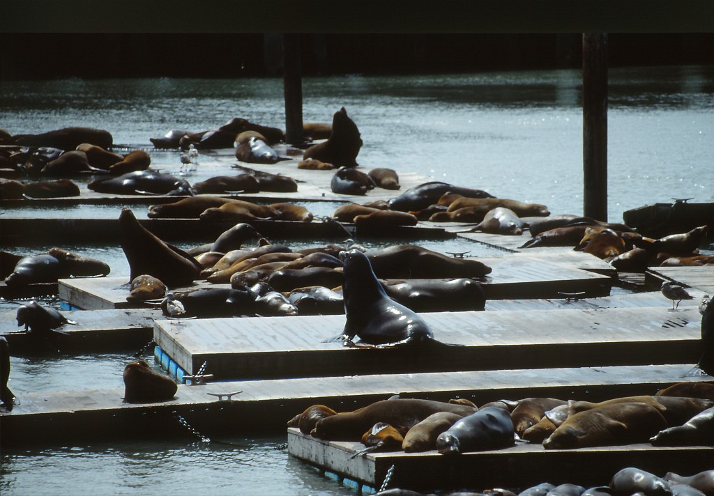 IMG_0119.jpg - Sea lions at Fisherman's Warf  http://en.wikipedia.org/wiki/Fisherman%27s_Wharf,_San_Francisco 