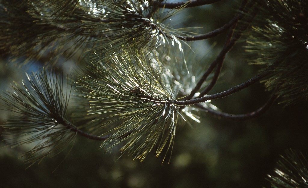 IMG_0163.jpg - Needles in Sequoia National Park  http://en.wikipedia.org/wiki/Sequoia_National_Park 
