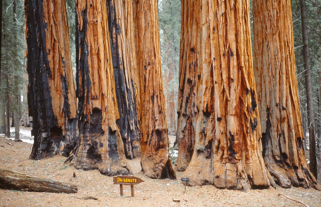 IMG_0174.jpg - Sequoia National Park  http://en.wikipedia.org/wiki/Sequoia_National_Park  The Senate