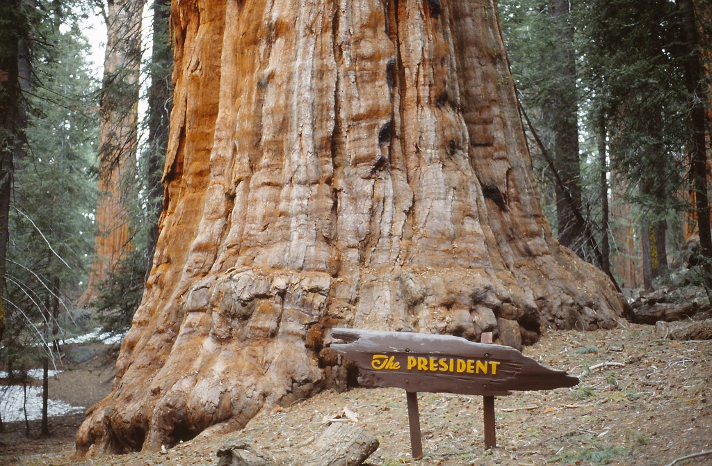 IMG_0175.jpg - Sequoia National Park  http://en.wikipedia.org/wiki/Sequoia_National_Park  The President