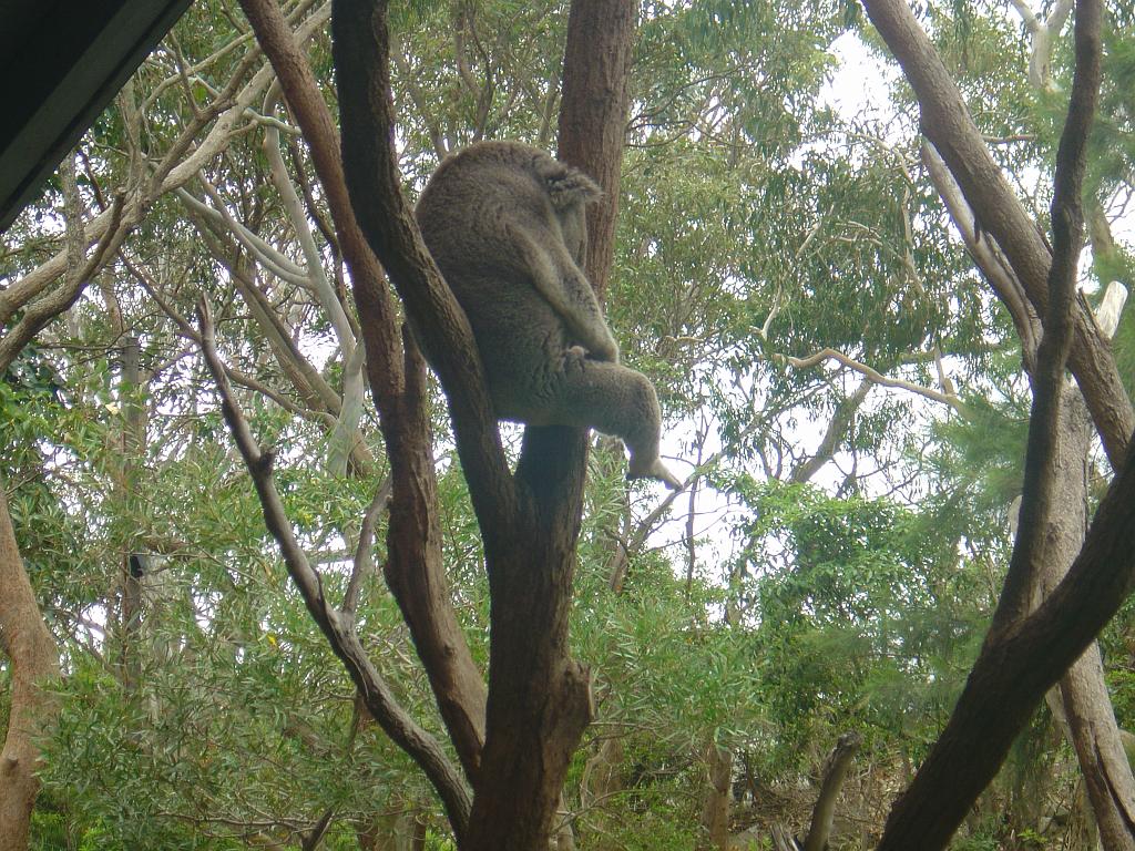 DSC02438.JPG - Sydney Taronga Zoological Park - Koala