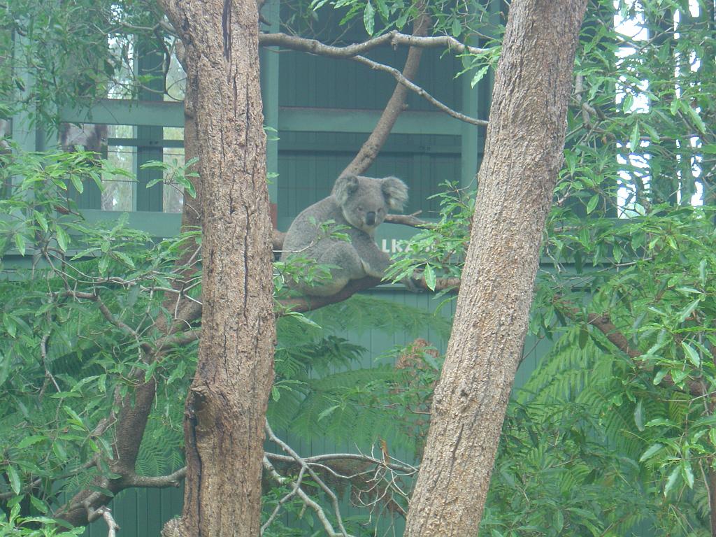 DSC02476.JPG - Sydney Taronga Zoological Park - Koala