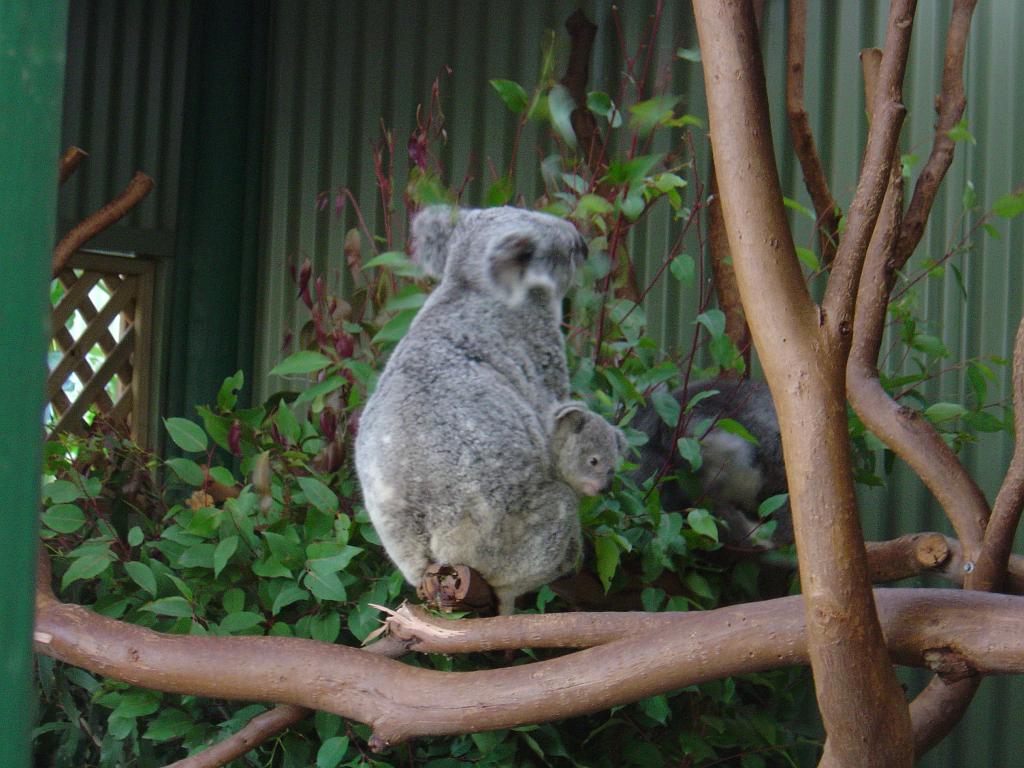 DSC02765.JPG - Featherdale Wildlife Park - Koala mother & baby