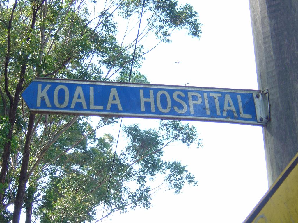 DSC02803.JPG - World's first Koala Hospital in Port Macquarie; http://www.koalahospital.org.au/