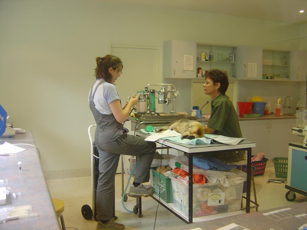 DSC02812.JPG - World's first Koala Hospital in Port Macquarie; http://www.koalahospital.org.au/