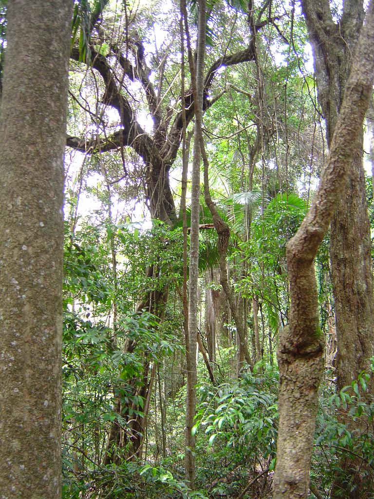 DSC02818.JPG - Sea Acres Nature Reserve and Rainforest Centre; http://www.portmacquarieinfo.com.au/accom_result1/sea-acres-nature-reserve-and-rainforest-centre/
