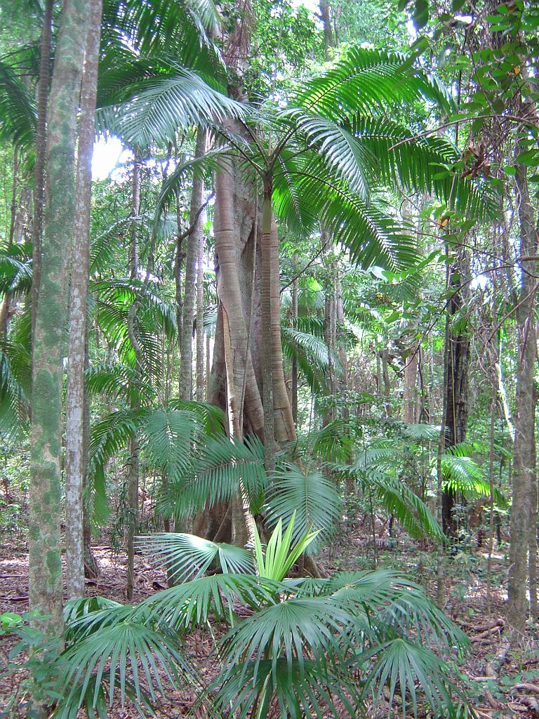 DSC02820.JPG - Sea Acres Nature Reserve and Rainforest Centre; http://www.portmacquarieinfo.com.au/accom_result1/sea-acres-nature-reserve-and-rainforest-centre/