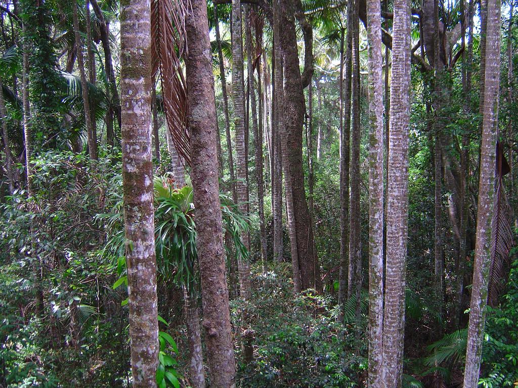 DSC02837.JPG - Sea Acres Nature Reserve and Rainforest Centre; http://www.portmacquarieinfo.com.au/accom_result1/sea-acres-nature-reserve-and-rainforest-centre/