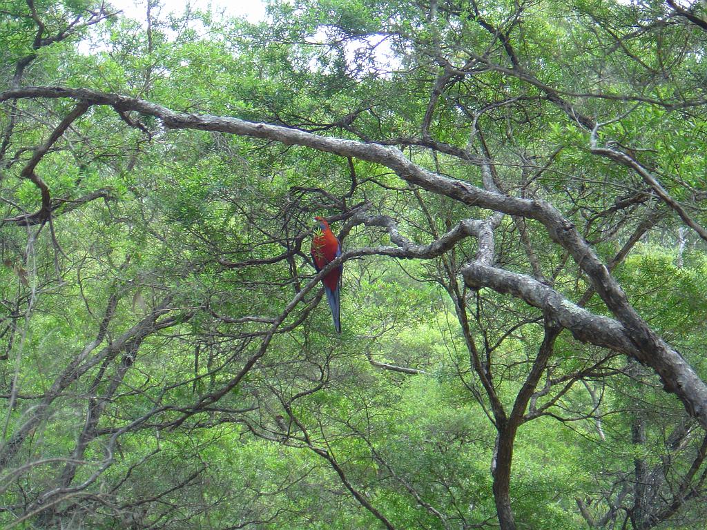 DSC02963.JPG - Parrot in Bald Rock National Park