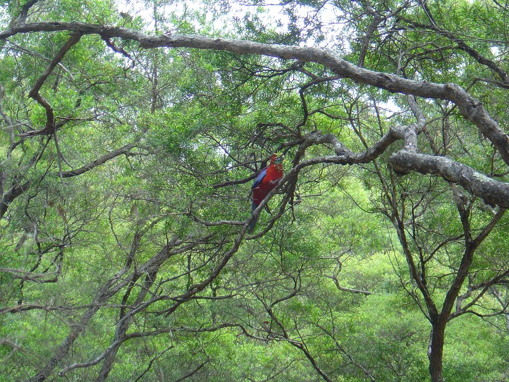 DSC02964.JPG - Parrot in Bald Rock National Park