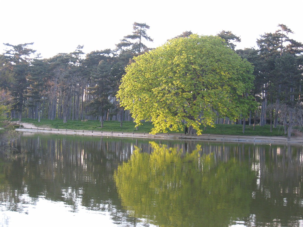 IMG_5767.JPG - Tree at the Mare Saint-James within the park Bois de Boulogne ( http://en.wikipedia.org/wiki/Bois_de_Boulogne ).