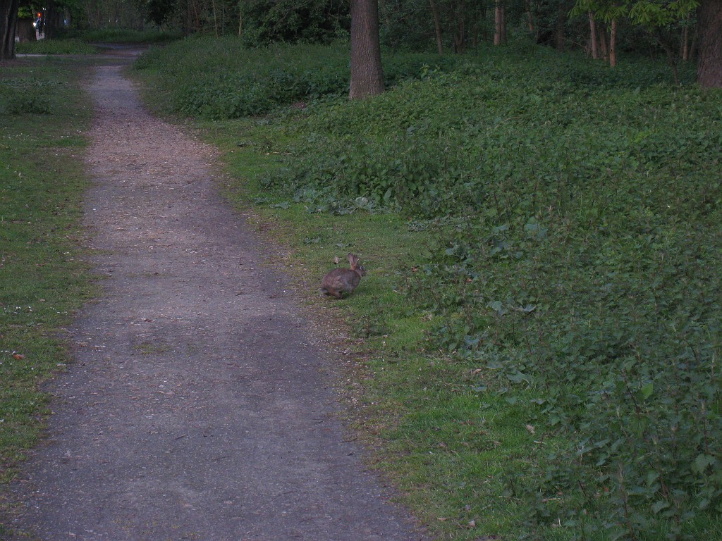 IMG_5769.JPG - Bunny in the park Bois de Boulogne ( http://en.wikipedia.org/wiki/Bois_de_Boulogne ).