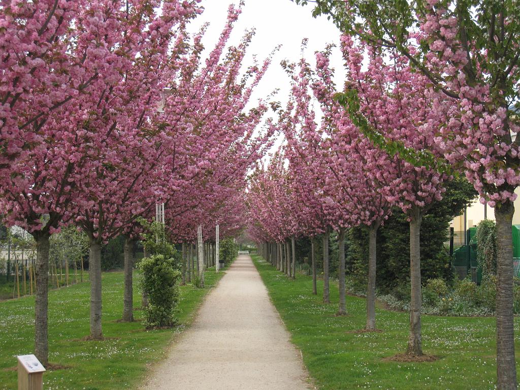 IMG_6048.JPG - Cherry Blossom in Roissy-en-France