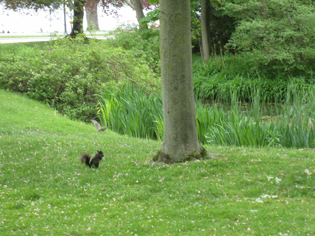 IMG_7119.JPG - Squirrels in Victoria Park