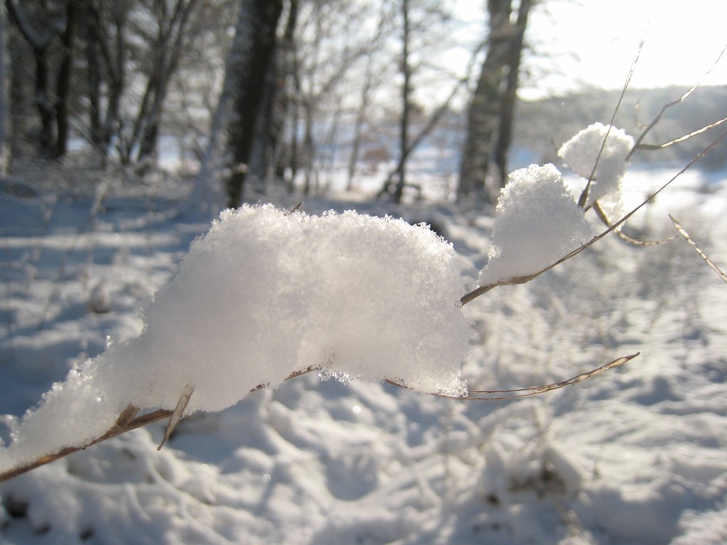IMG_0270.JPG - Fresh snow on a branch