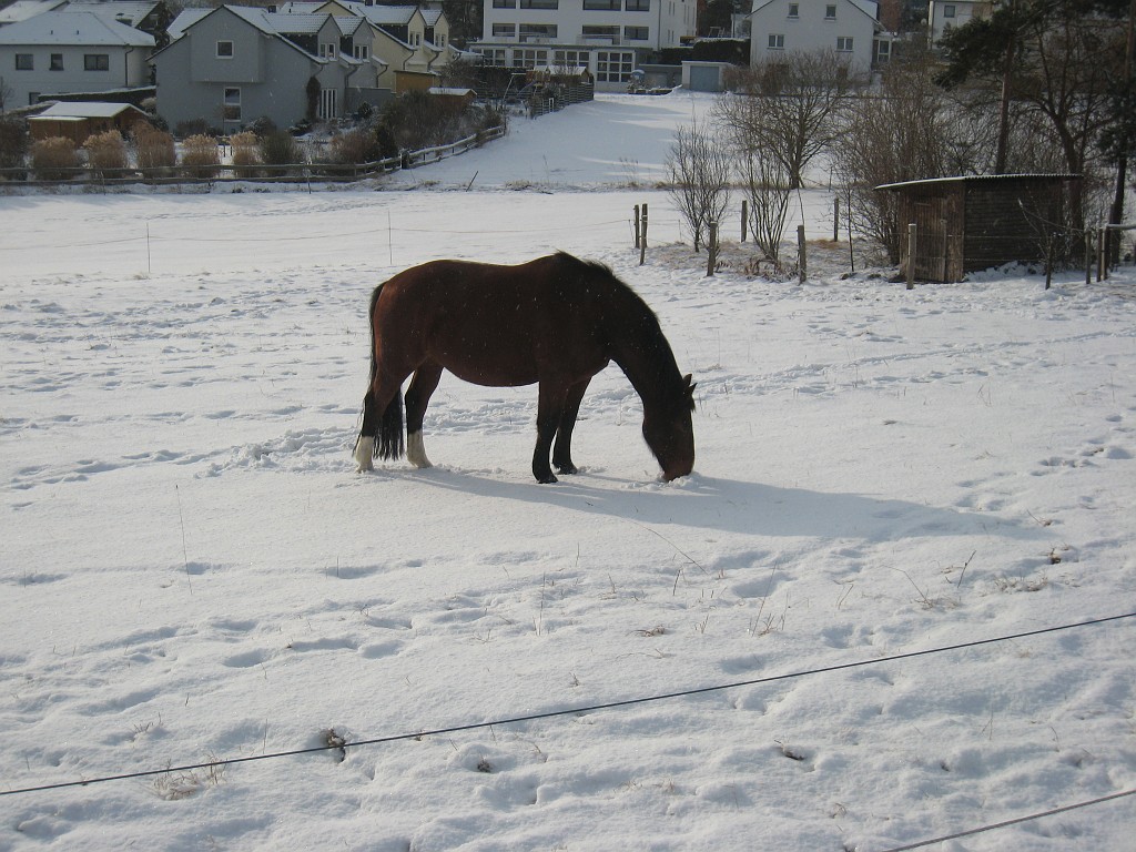 IMG_0302.JPG - Horse in the snow
