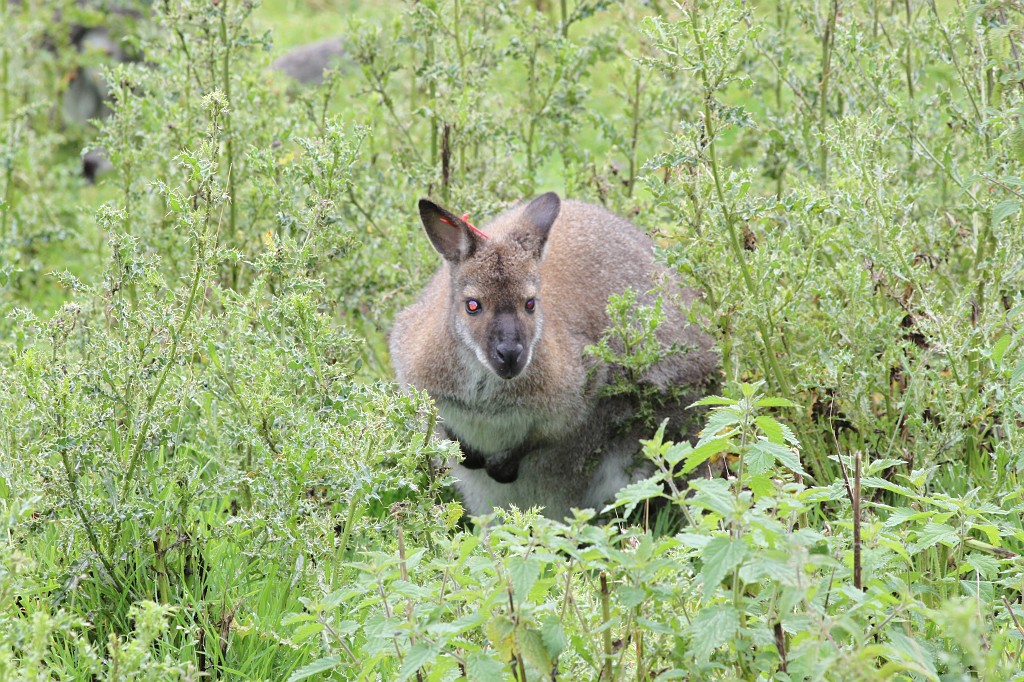 IMG_1021.JPG - Wallaby in Longleat Safari Park  http://en.wikipedia.org/wiki/Wallaby 