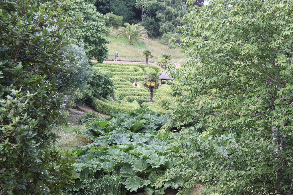 IMG_1639.JPG - Glendurgan Garden  http://en.wikipedia.org/wiki/Glendurgan_Garden 