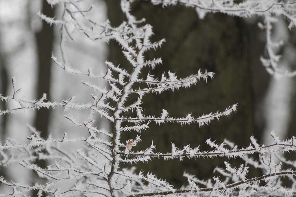 IMG_4442.JPG - Hoar frost around Saalburg