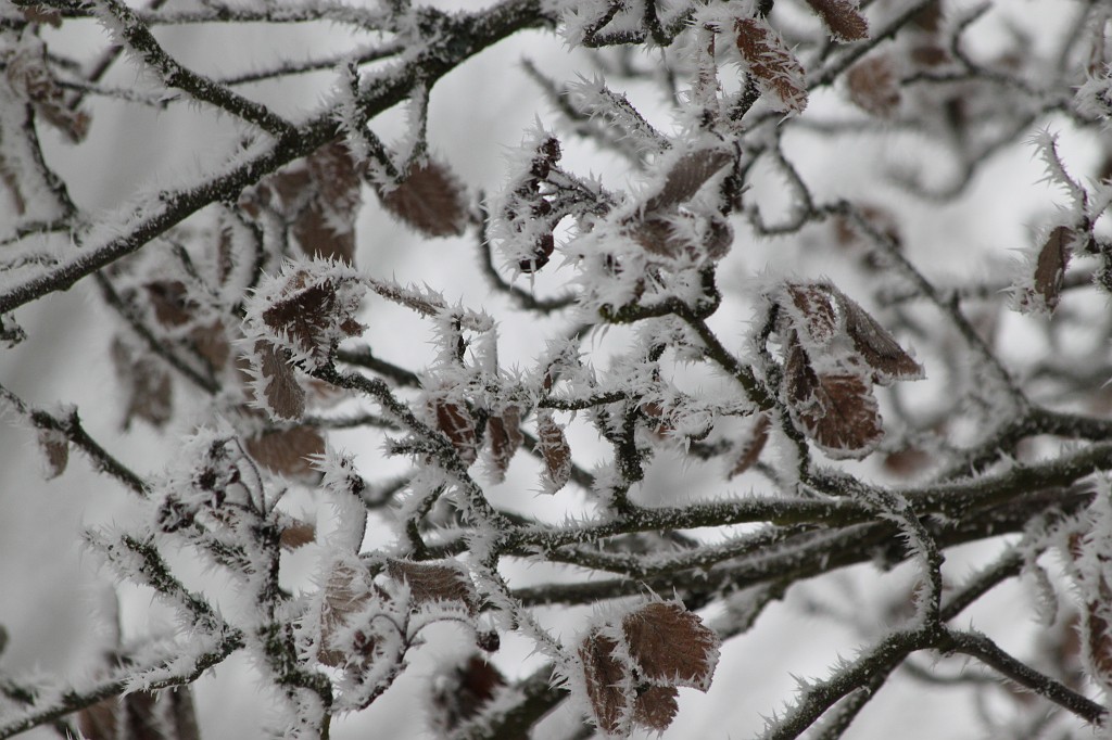 IMG_4451.JPG - Hoar frost around Saalburg