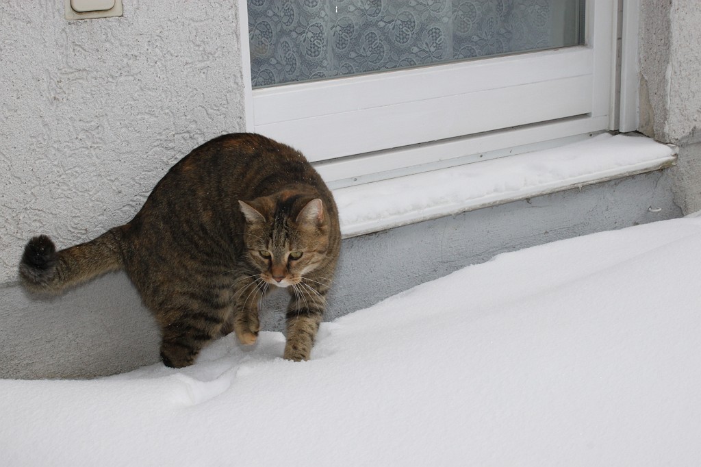 IMG_4504.JPG - Cat (Emily) in the snow