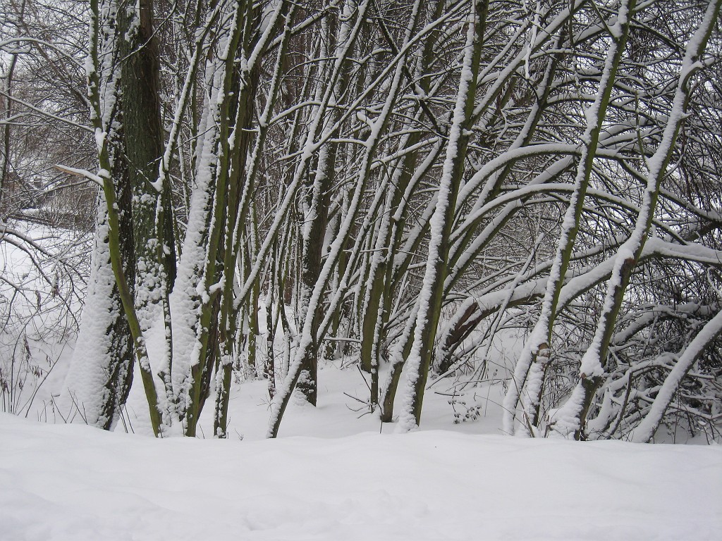 X_IMG_1935.JPG - Trees in the snow