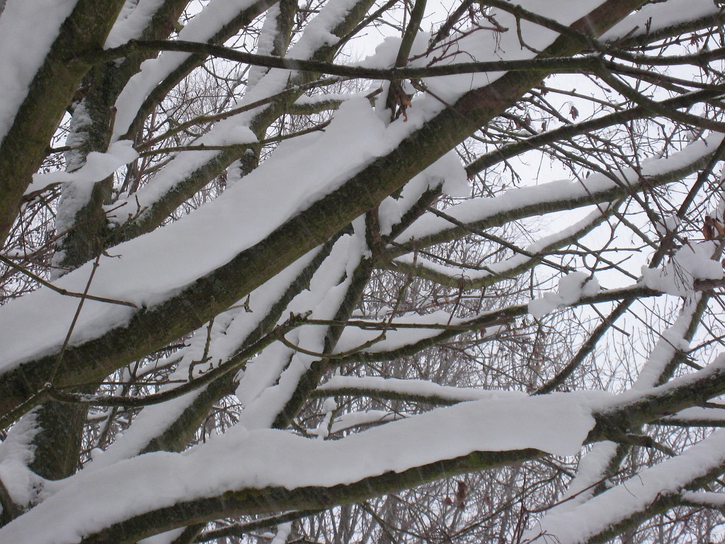 X_IMG_1969.JPG - Snow covered trees