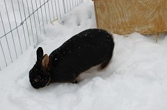 Daisy im Schneegestöber