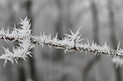 Hoar frost around Saalburg