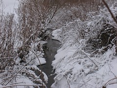 Creek in the snow