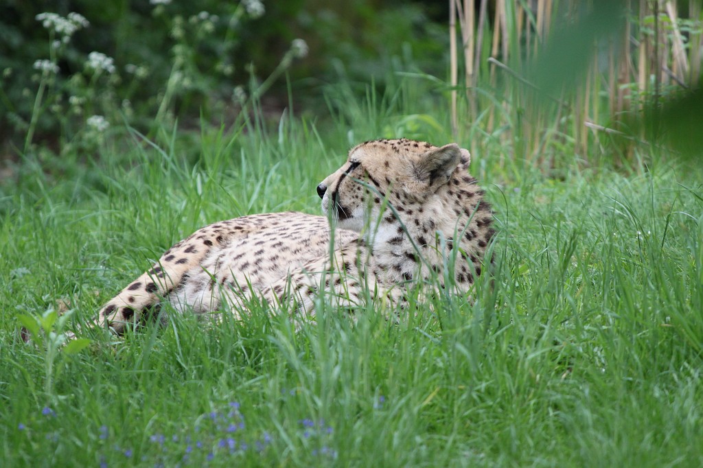 IMG_5714.JPG - Cheetah  http://en.wikipedia.org/wiki/Cheetah 