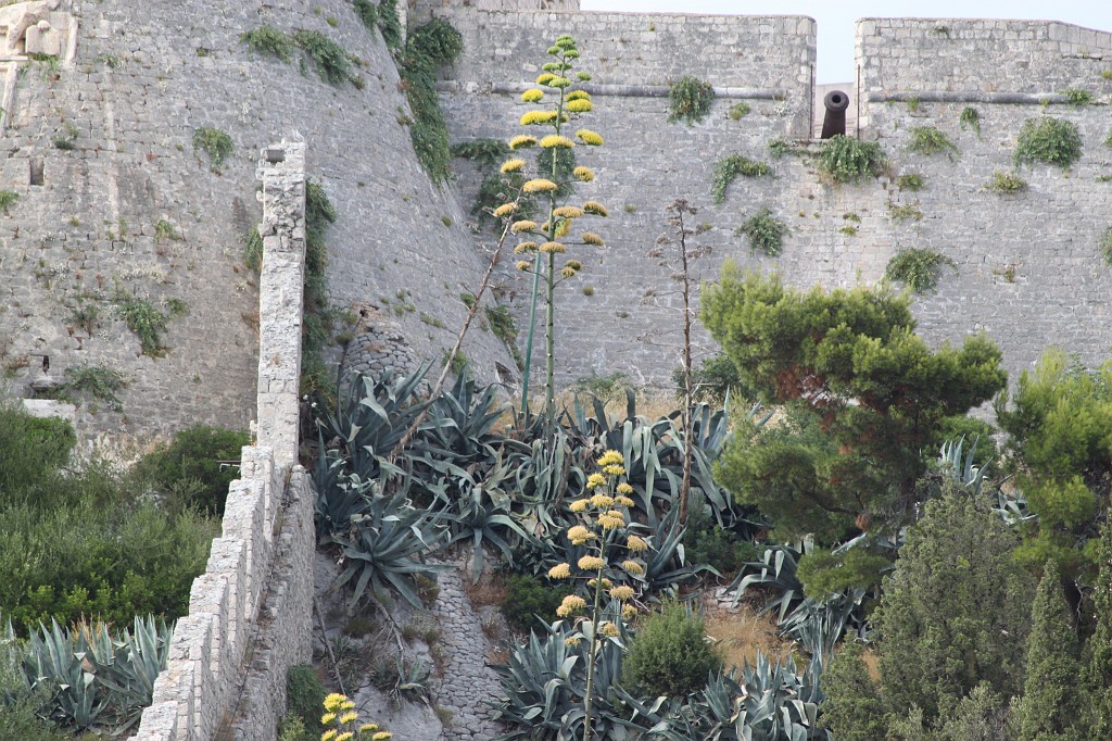 IMG_6743.JPG - Blooming Agave  http://en.wikipedia.org/wiki/Agave  at the Spanish Fortress
