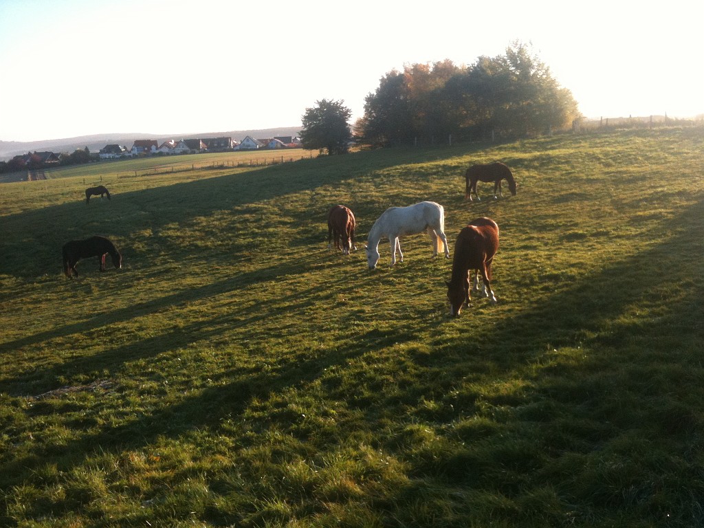 IMG_0141.JPG - Horses in early morning