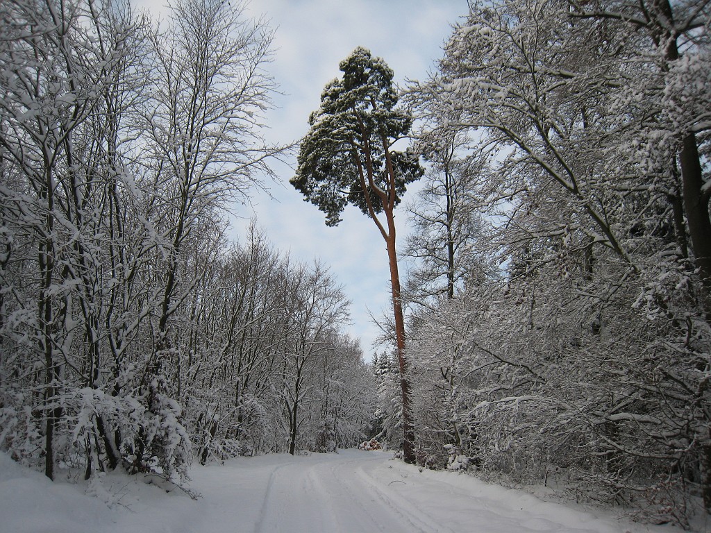 IMG_6648.JPG - Winter around Neu-Anspach