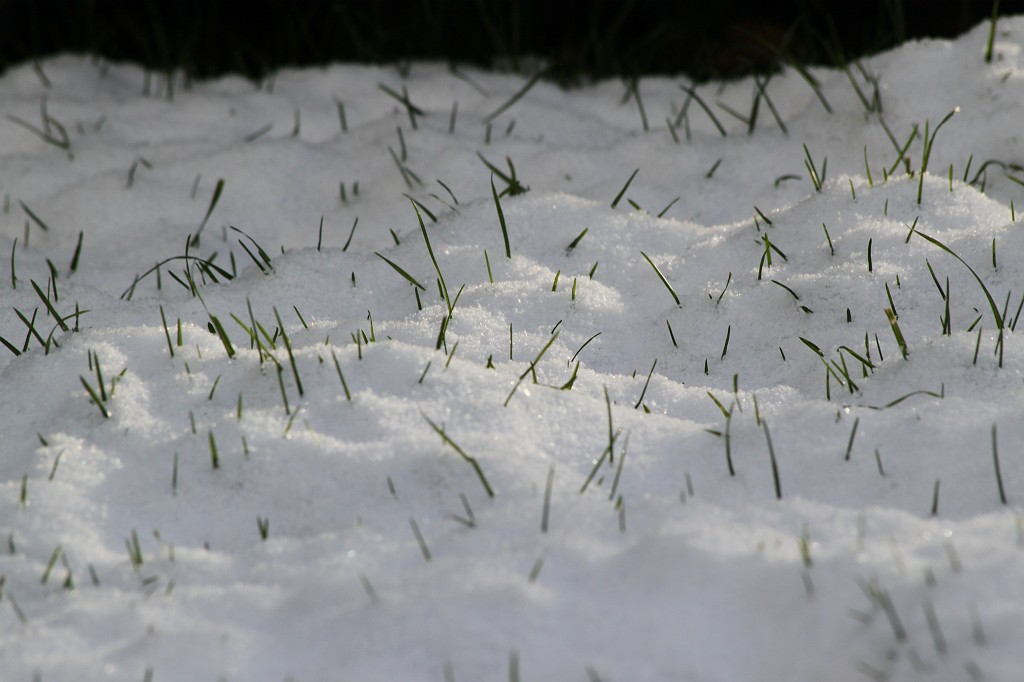 IMG_8668.JPG - Blades of grass in the snow