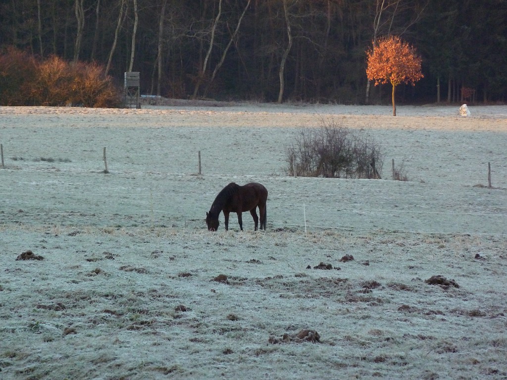 P1020271.JPG - Horse, tree and snow pile
