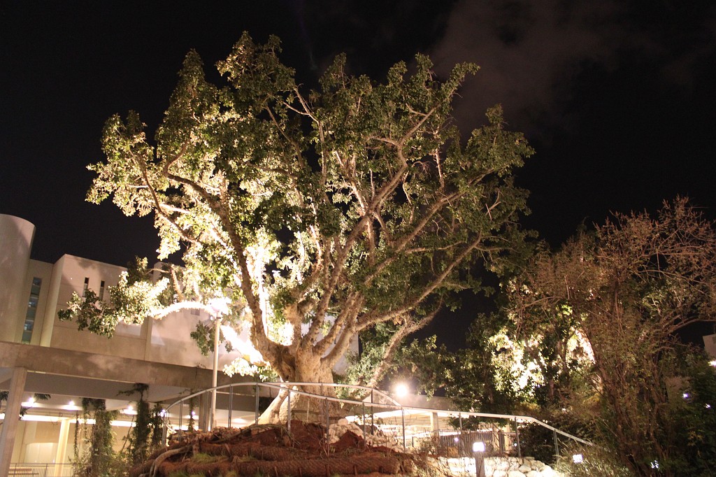 IMG_0030.JPG - Tree at night
