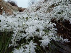 Hoar frost