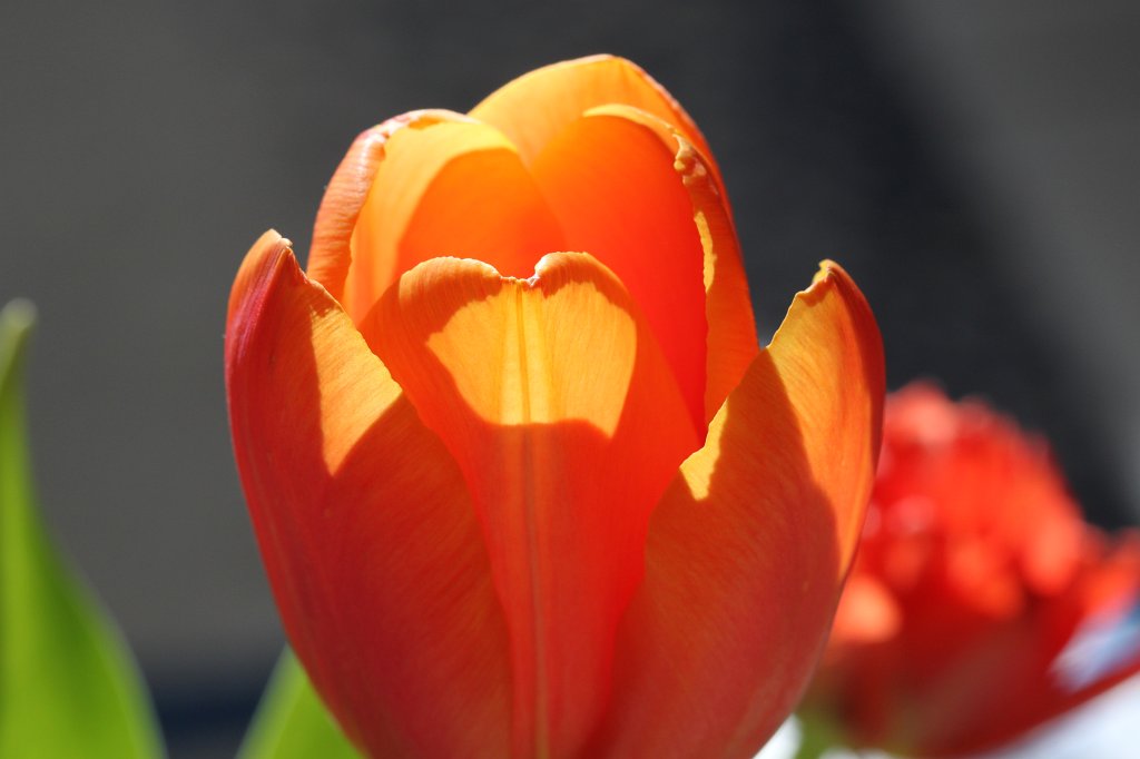 IMG_0405.JPG - Tulips