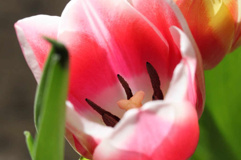 IMG_0406.JPG - Tulips