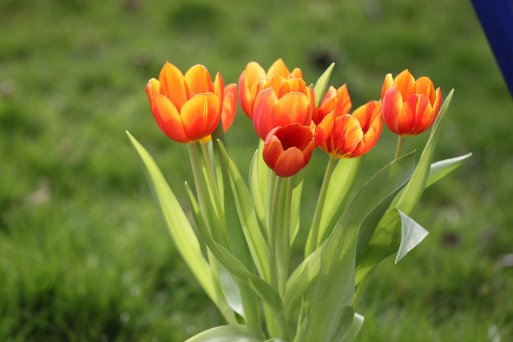 IMG_0475.JPG - Tulips  http://en.wikipedia.org/wiki/Tulips 