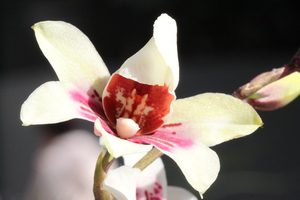 IMG_0521.JPG - Orchid  http://en.wikipedia.org/wiki/Orchidaceae 
