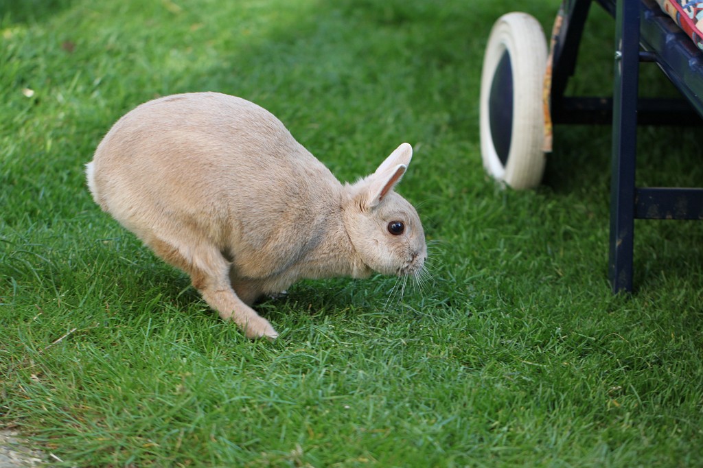 IMG_1043.JPG - Easter Rabbit  http://en.wikipedia.org/wiki/Rabbit 